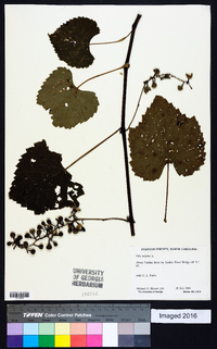 Vitis vulpina image