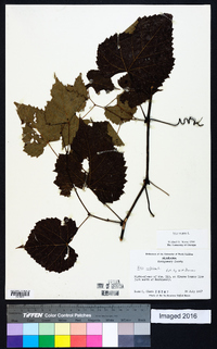 Vitis vulpina image