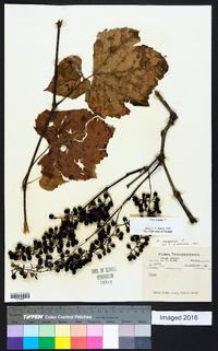 Vitis vulpina image