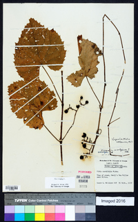 Vitis vulpina image