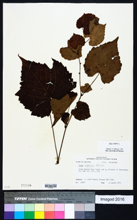 Vitis vulpina image