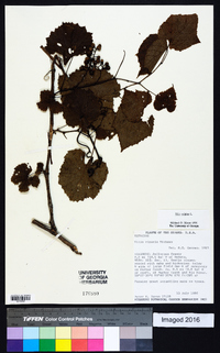 Vitis vulpina image