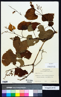 Vitis vulpina image