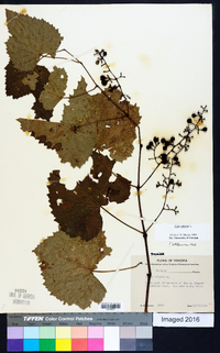 Vitis vulpina image