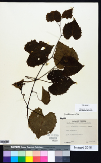 Vitis vulpina image