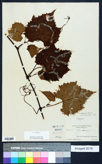 Vitis vulpina image