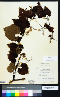 Vitis vulpina image