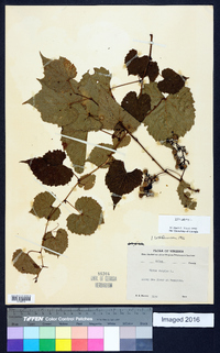 Vitis vulpina image