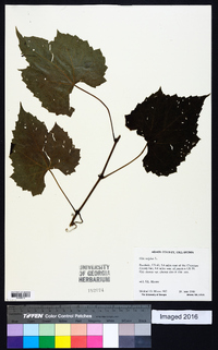 Vitis vulpina image