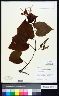 Vitis vulpina image