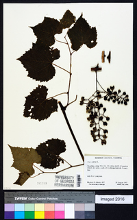 Vitis vulpina image