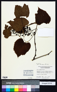 Vitis vulpina image