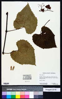 Vitis vulpina image