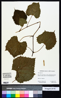 Vitis vulpina image