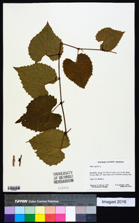 Vitis vulpina image