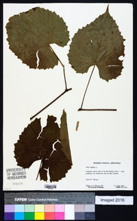 Vitis vulpina image