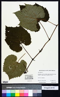 Vitis vulpina image