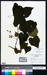 Vitis vulpina image