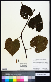 Vitis vulpina image