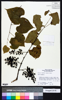 Vitis vulpina image