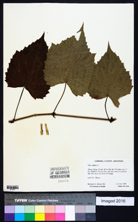 Vitis vulpina image