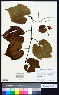 Vitis vulpina image