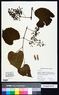 Vitis vulpina image