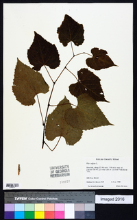 Vitis vulpina image