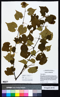 Vitis vulpina image