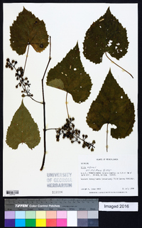 Vitis vulpina image