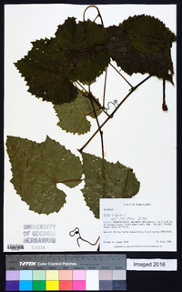 Vitis vulpina image