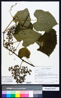 Vitis vulpina image