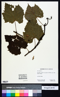 Vitis vulpina image