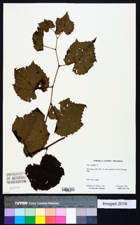 Vitis vulpina image