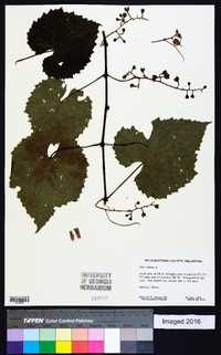 Vitis vulpina image