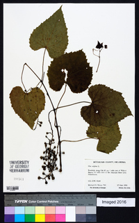 Vitis vulpina image