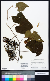 Vitis vulpina image