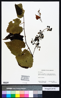 Vitis vulpina image