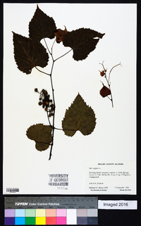 Vitis vulpina image