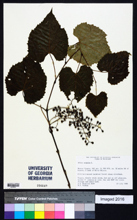 Vitis vulpina image