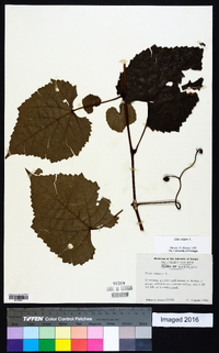 Vitis vulpina image