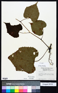 Vitis vulpina image