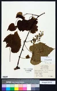 Vitis vulpina image