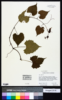 Vitis vulpina image