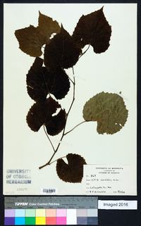 Vitis cordifolia image