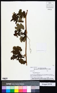 Vitis girdiana image