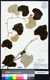 Vitis shuttleworthii image