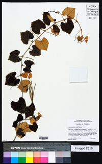 Vitis shuttleworthii image