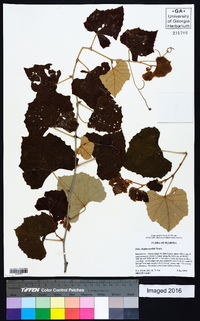 Vitis shuttleworthii image