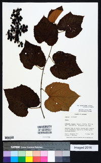 Vitis tiliifolia image